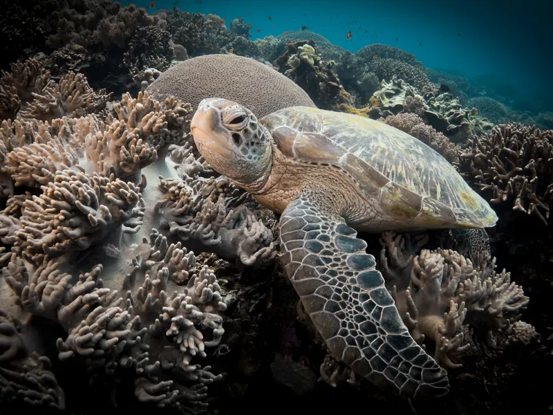 Apo Island