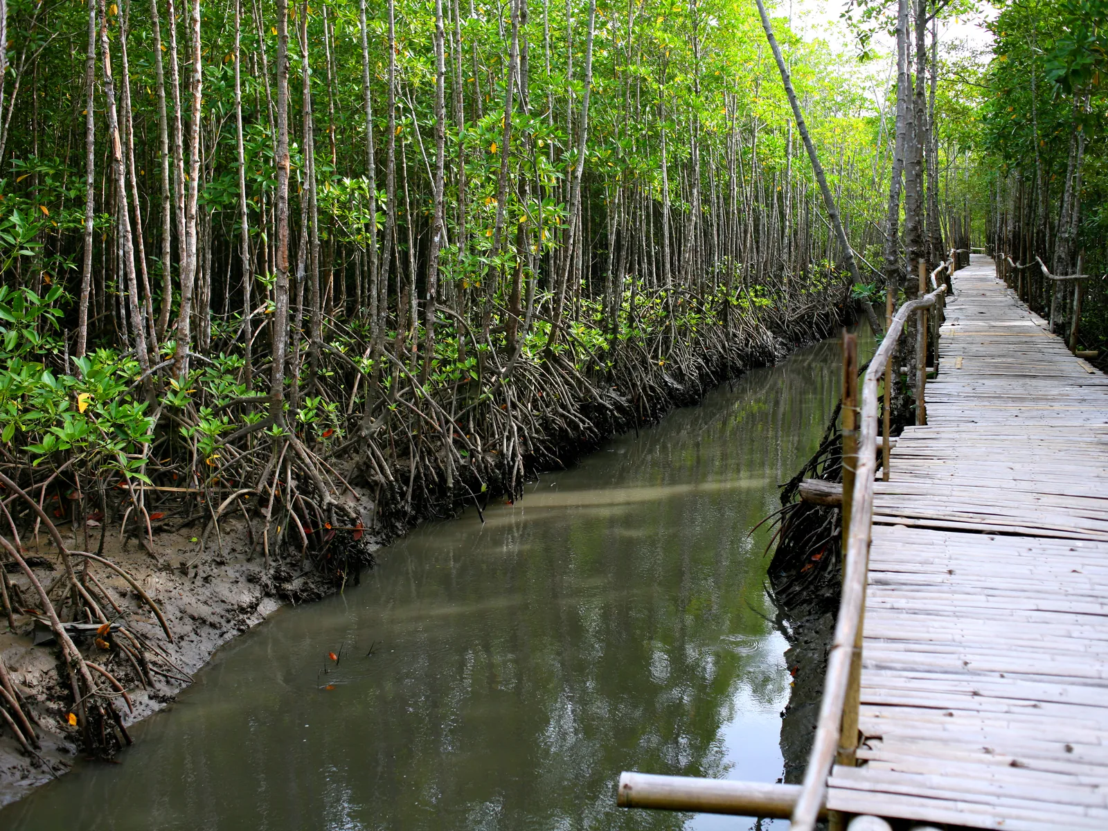 Bakhawan Eco-Park