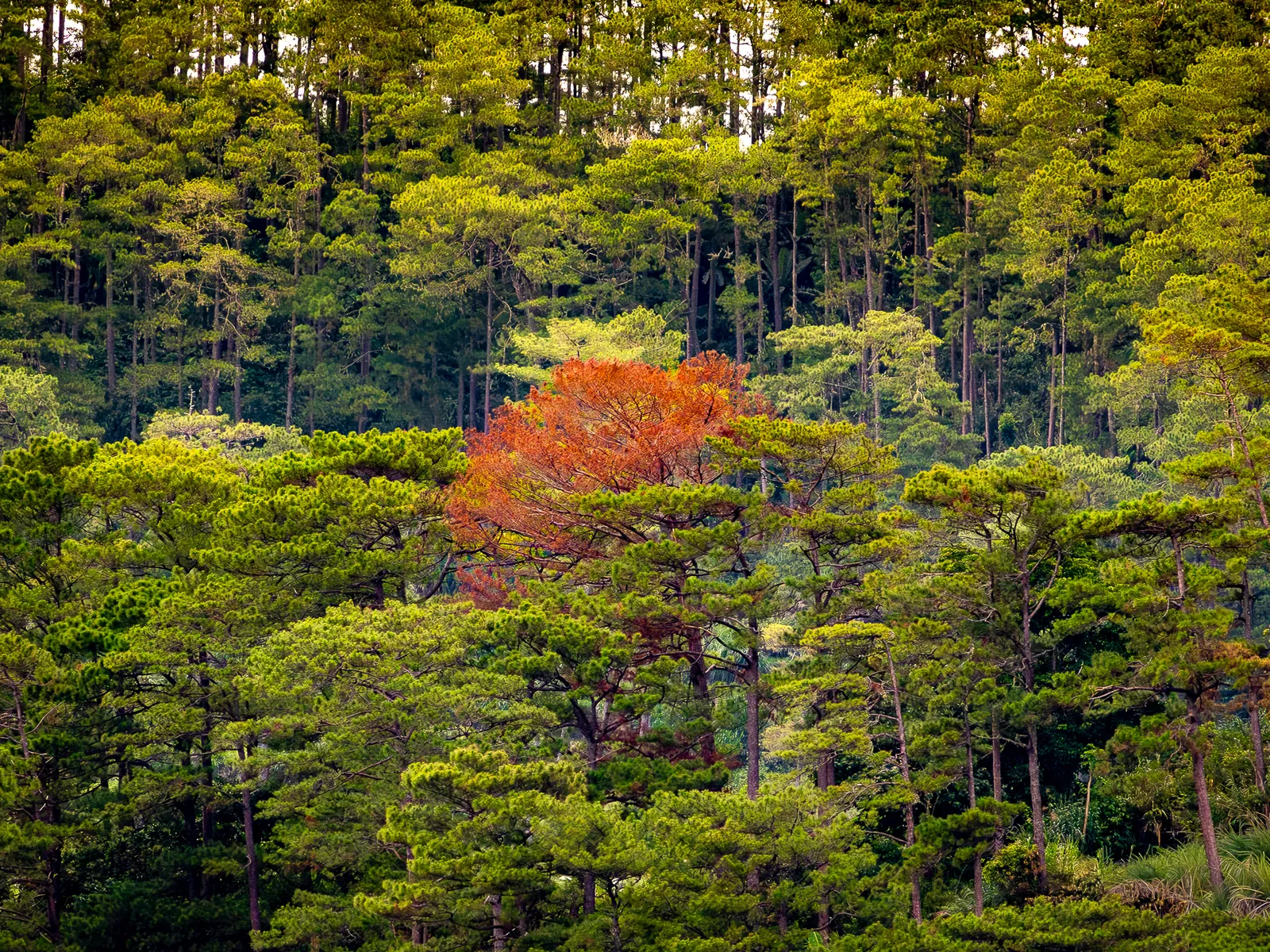 Bucari Pine Forest