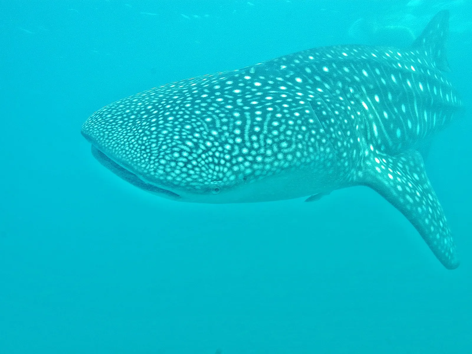 Donsol Whale Shark (Butanding) Interaction