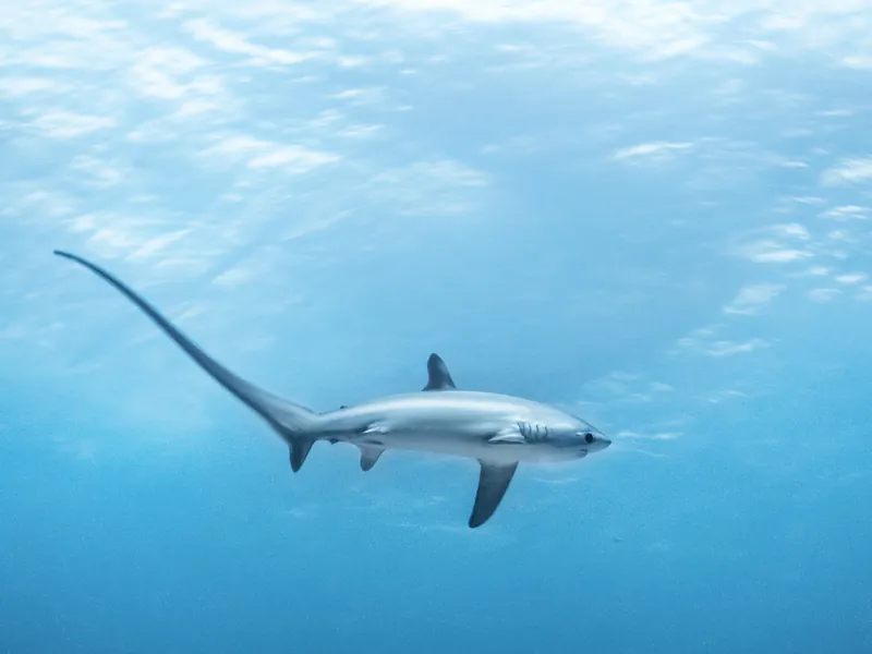 Malapascua Thresher Shark Dive