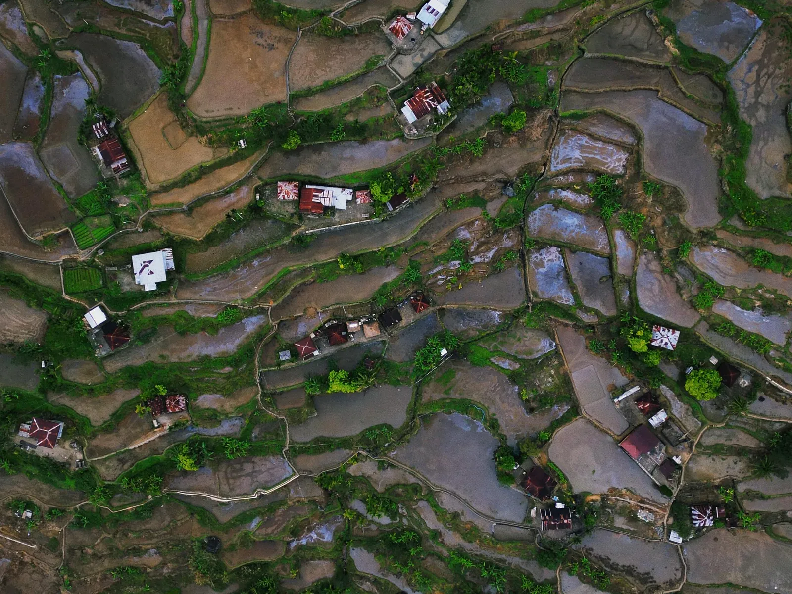 Mayoyao Rice Terraces