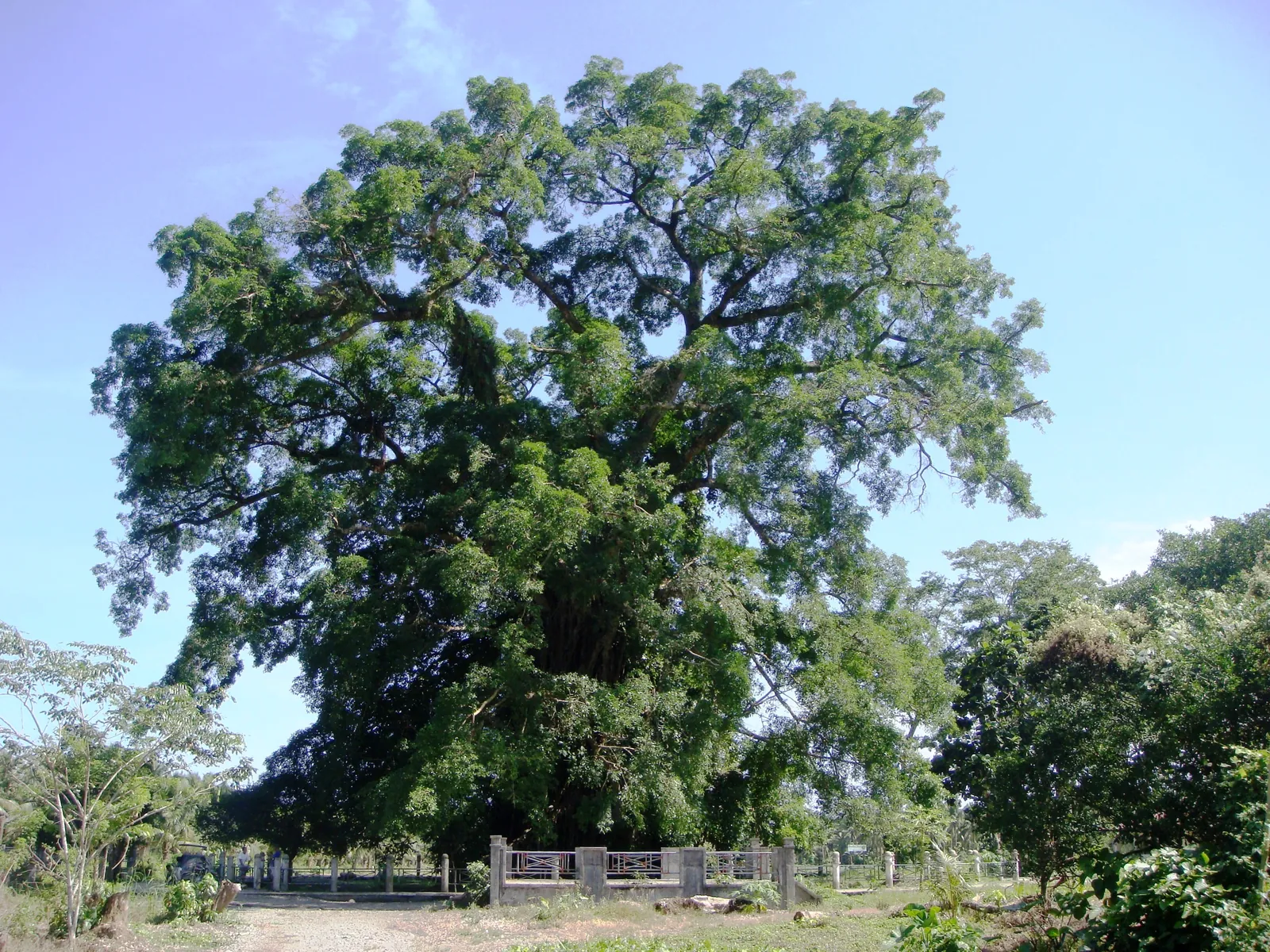 Millennium Tree (Balete Park)