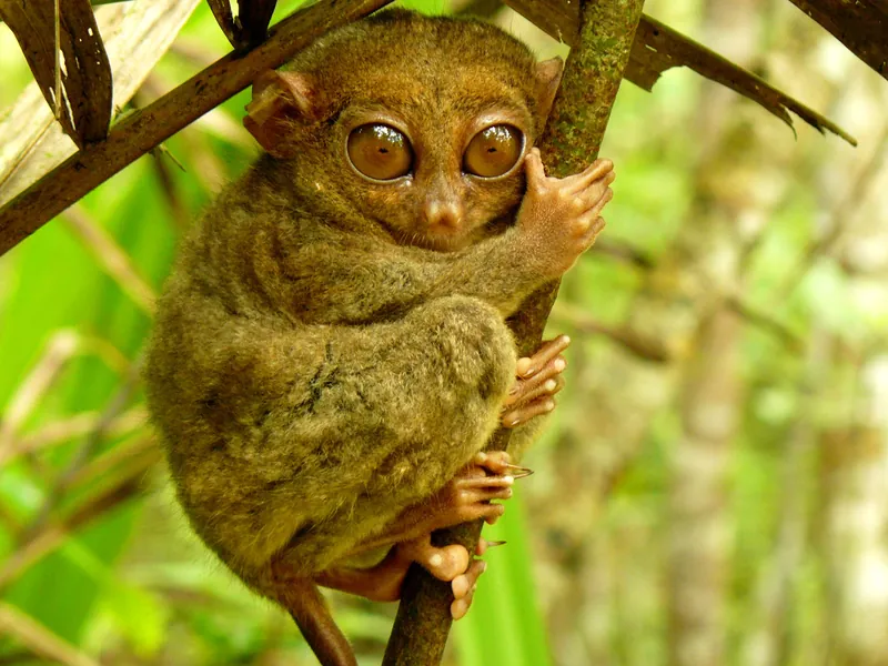 Philippine Tarsier Sanctuary (Corella)
