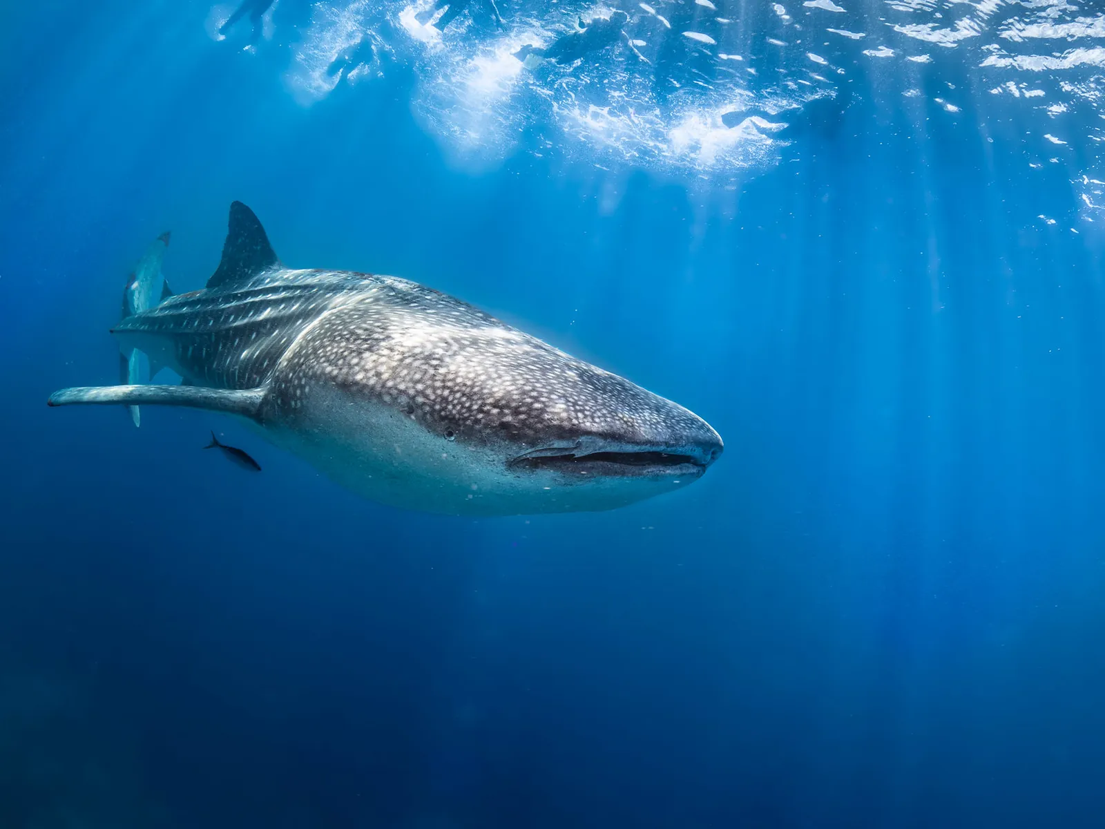 Pintuyan Whale Shark Interaction
