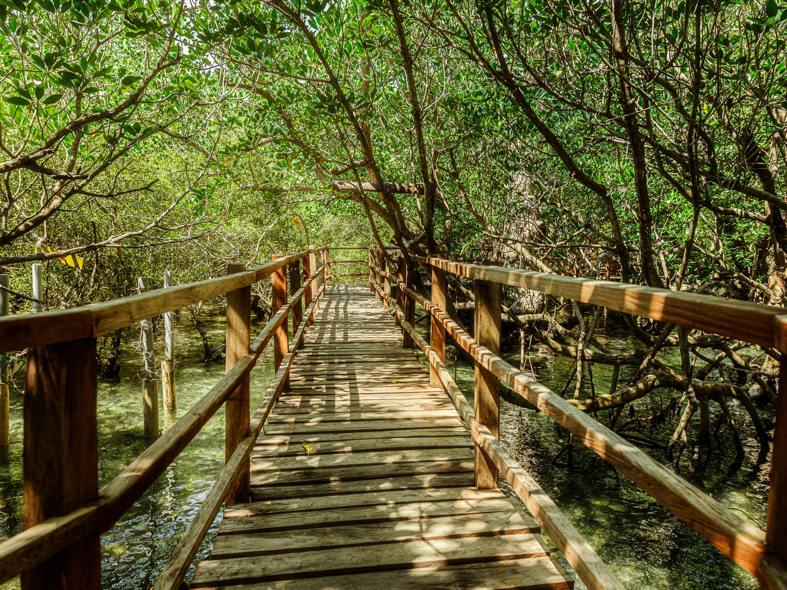 Suyac Island Mangrove Eco-Park