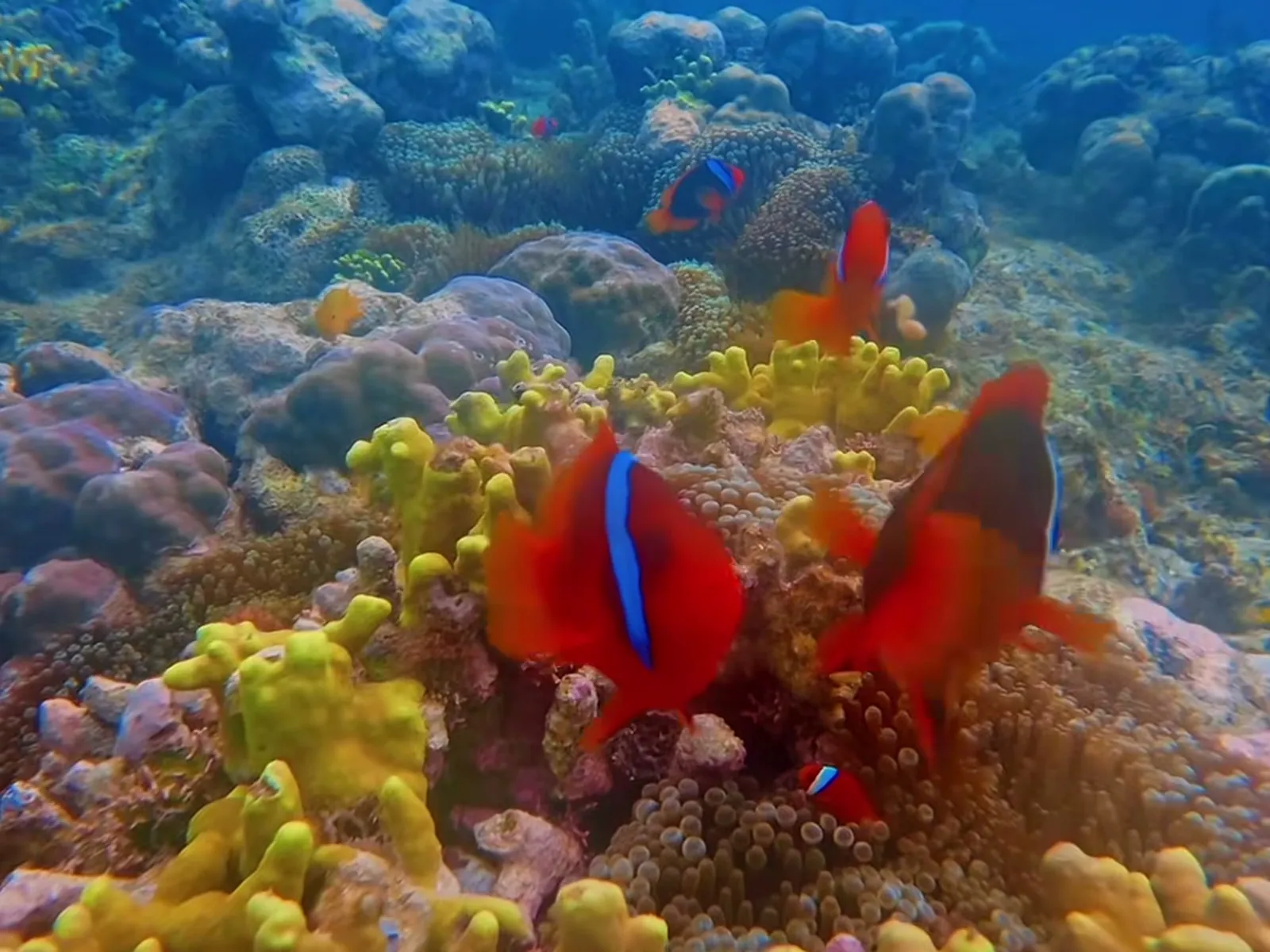 Tubod Marine Sanctuary
